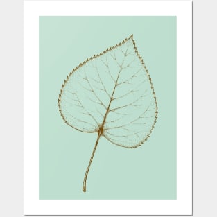 Linden leaf botanical line drawing in pastel green Posters and Art